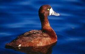 Greater Scaup