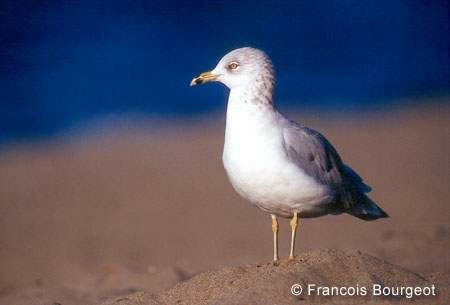 Ring-billed Gull