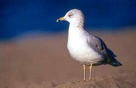 Ring-billed Gull