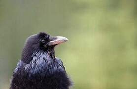 Northern Raven