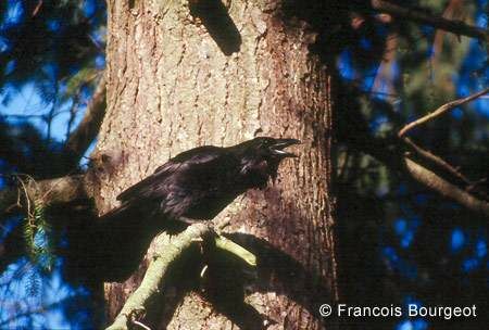 Northern Raven