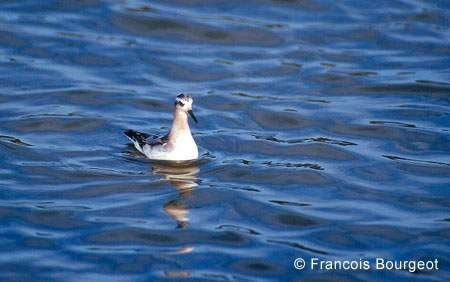 Phalarope à bec large