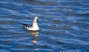 Phalarope à bec large