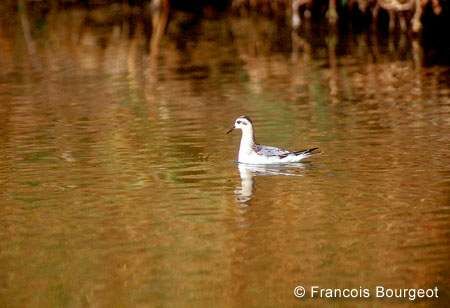 Phalarope à bec large