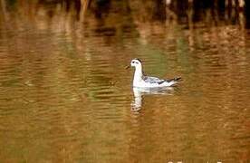 Red Phalarope