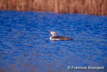 Red-throated Loon