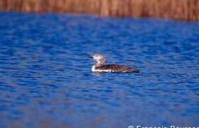 Plongeon catmarin