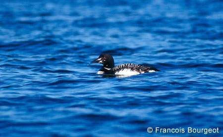 Common Loon