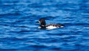 Common Loon