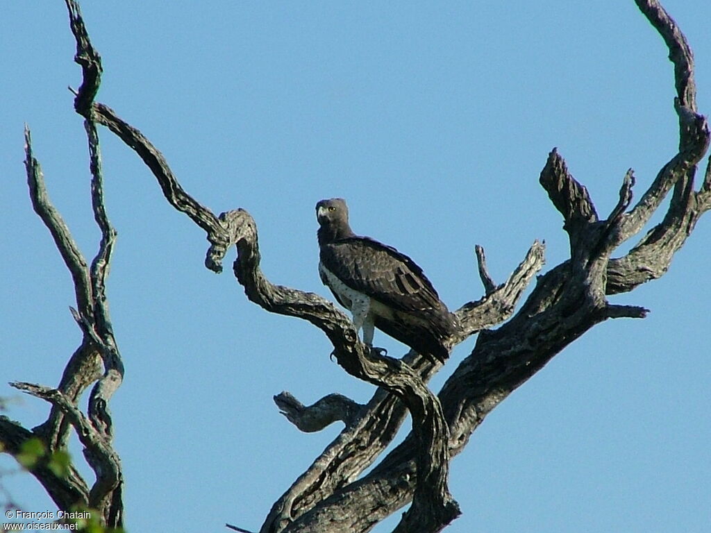 Aigle martial