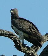 Martial Eagle