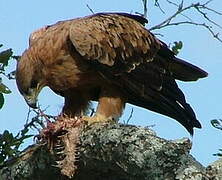 Tawny Eagle