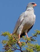 Pale Chanting Goshawk