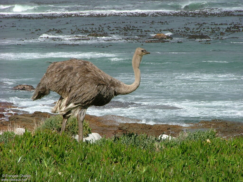 Common Ostrich