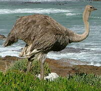 Common Ostrich