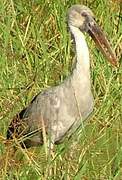 Asian Openbill