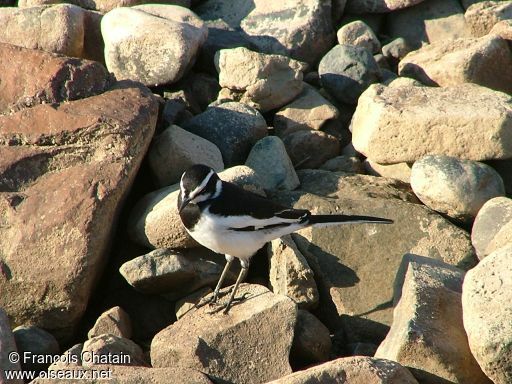 African Pied Wagtail