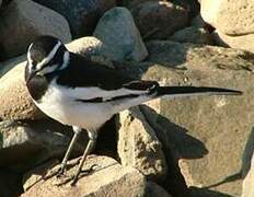 African Pied Wagtail