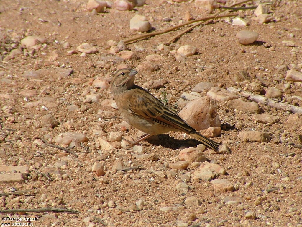 Lark-like Bunting