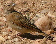 Bruant des rochers