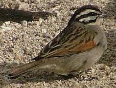 Bruant du Cap
