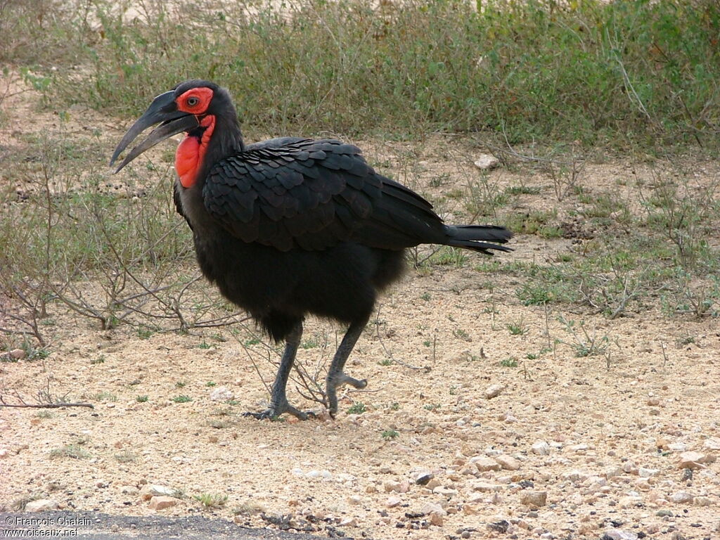 Bucorve du Sud