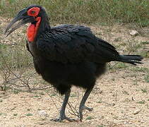 Southern Ground Hornbill