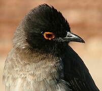 African Red-eyed Bulbul