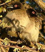 African Red-eyed Bulbul