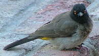 Bulbul brunoir