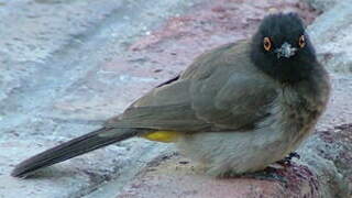 African Red-eyed Bulbul