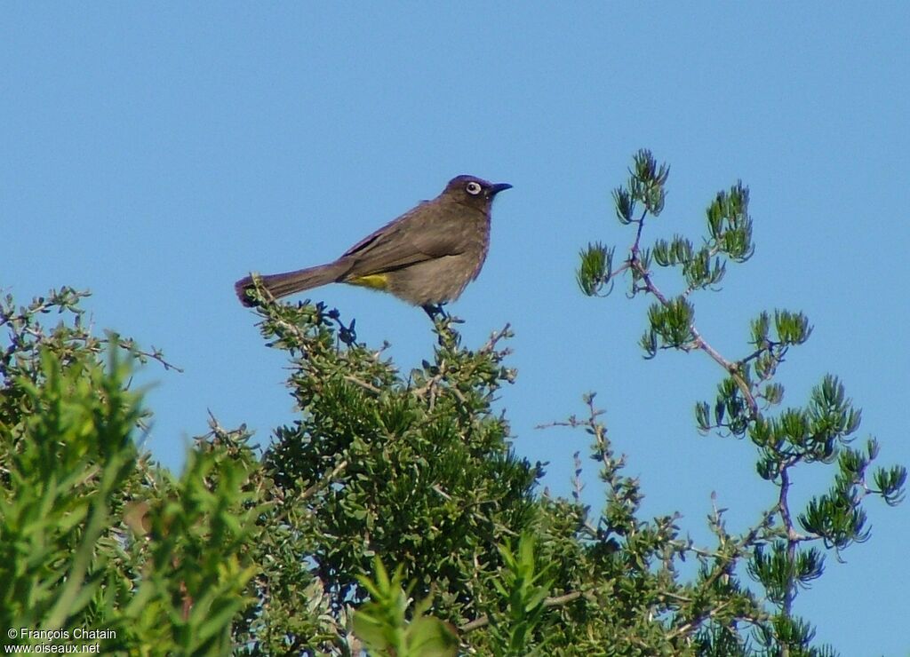 Cape Bulbul