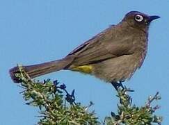 Bulbul du Cap