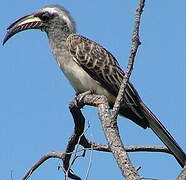 African Grey Hornbill