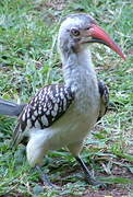 Southern Red-billed Hornbill