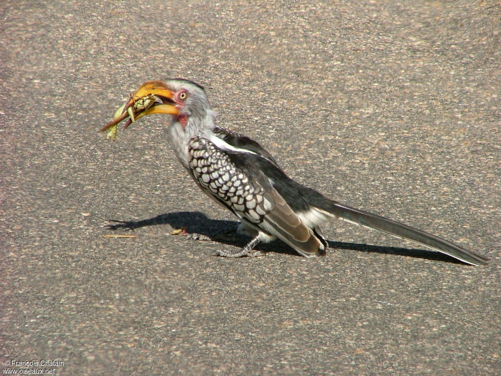 Southern Yellow-billed Hornbill