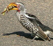 Southern Yellow-billed Hornbill