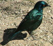 Cape Starling