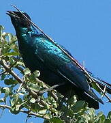 Burchell's Starling