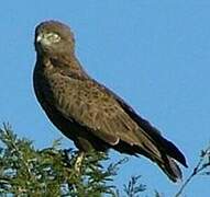 Brown Snake Eagle