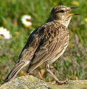 Large-billed Lark