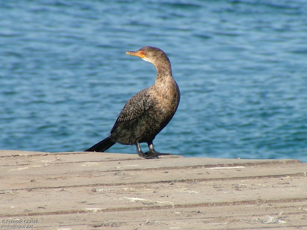 Cormoran africain