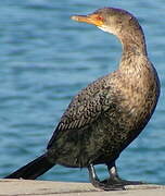 Reed Cormorant