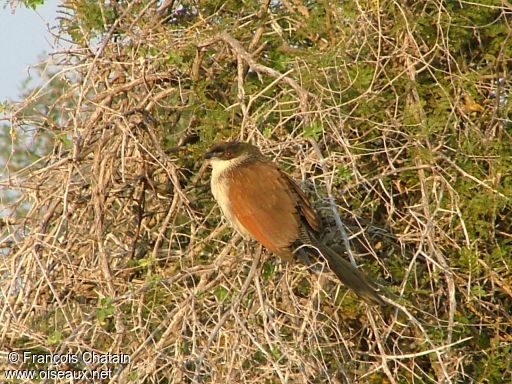 Coucal de Burchell