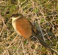 Coucal de Burchell