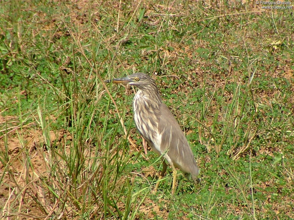 Indian Pond Heron