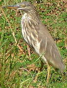 Indian Pond Heron