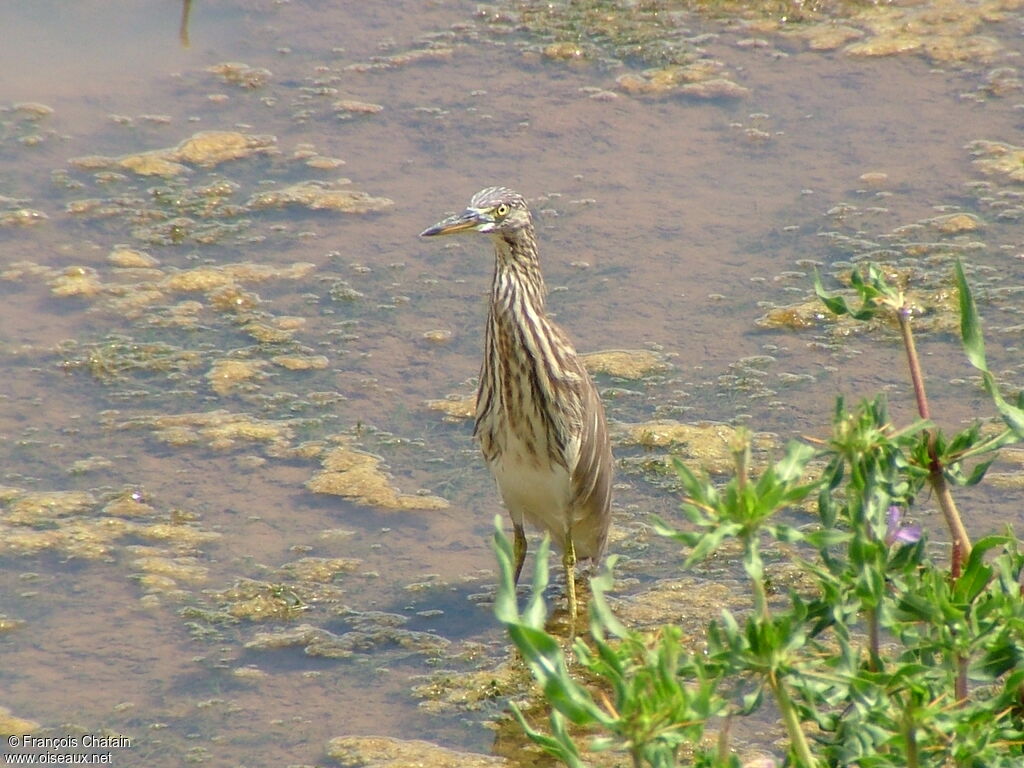 Indian Pond Heron