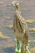 Indian Pond Heron