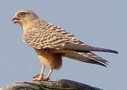 Greater Kestrel